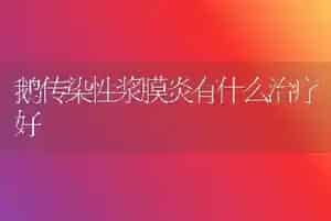 鹅传染性浆膜炎有什么治疗好