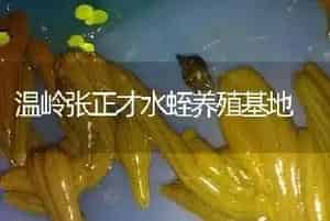 温岭张正才水蛭养殖基地