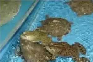 牛蛙养殖风险大 要慎重