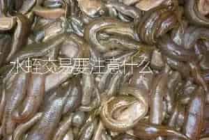 水蛭交易要注意什么