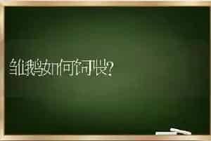 雏鹅如何饲喂?
