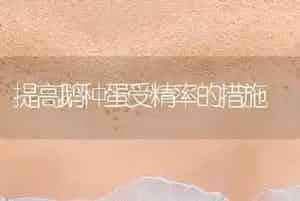提高鹅种蛋受精率的措施