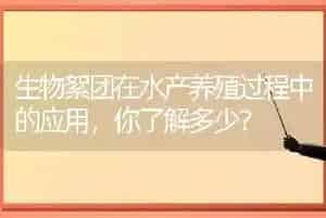 生物絮团在水产养殖过程中的应用,你了解多少?