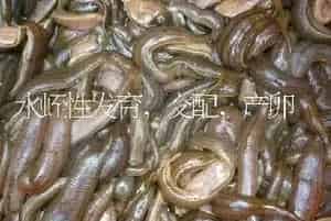 水蛭性发育,交配,产卵