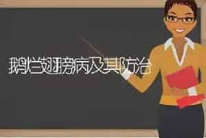 鹅烂翅膀病及其防治