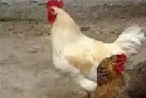 现代养鸡的饮水设备