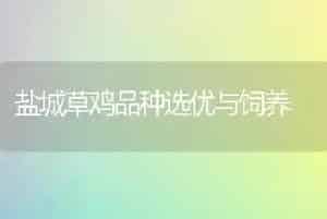 盐城草鸡品种选优与饲养