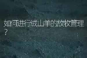 如何进行绒山羊的放牧管理?