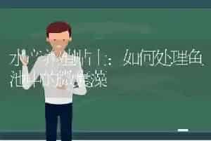 水产养殖贴士：如何处理鱼池中的微囊藻