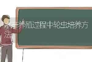 水产养殖过程中轮虫培养方法