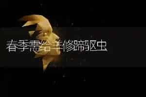 春季需给羊修蹄驱虫