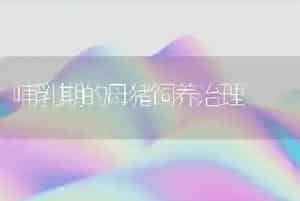 哺乳期的母猪饲养治理