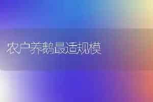 农户养鹅最适规模