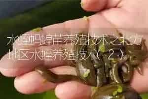 水蛭蚂蝗苗养殖技术之北方地区水蛭养殖技术(2)