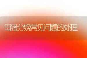 母猪分娩常见问题的处理