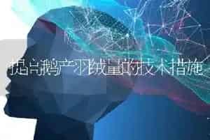 提高鹅产羽绒量的技术措施