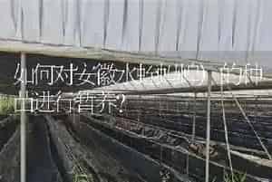 如何对安徽水蛭蚂蝗)的种苗进行暂养?