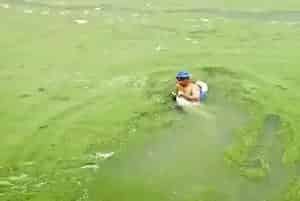 水产养殖水体中的主要环境生物