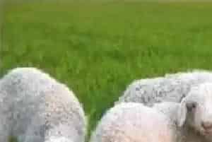 影响绵羊体型大小的关键基因