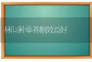 林间种草养鹅效益好
