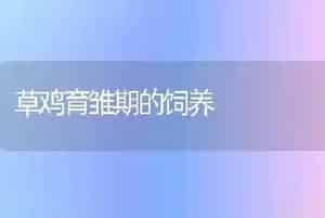 草鸡育雏期的饲养