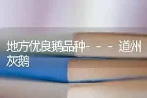 地方优良鹅品种---道州灰鹅