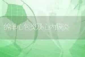 绵羊心包炎及心内膜炎