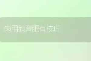 肉用鹅育肥有技巧