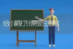 给小鹅打针需要注意啥