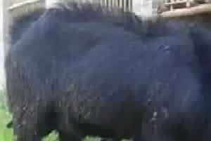 防治黑山羊乳房炎