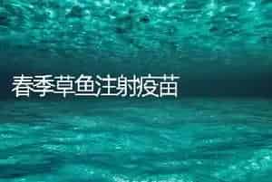 春季草鱼注射疫苗