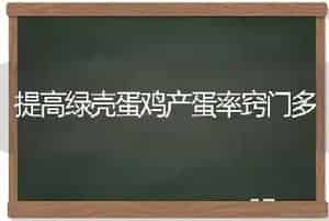 提高绿壳蛋鸡产蛋率窍门多