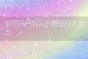 蛋鸡开产前后的管理技术要点