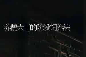 养鹅大王的阶段饲养法
