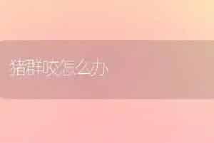猪群咬怎么办