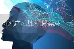 蛋鸡产蛋期的用药禁忌