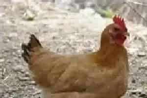 把好防控关柴鸡养殖效益高