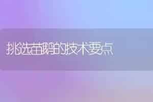 挑选苗鹅的技术要点