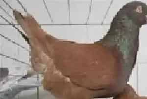 肉鸽的无公害养殖管理技术