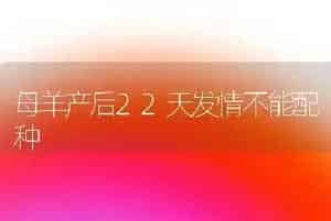 母羊产后22天发情不能配种