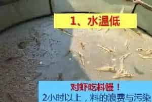 冬棚养殖南美白对虾需要加强这几点,你知道吗?