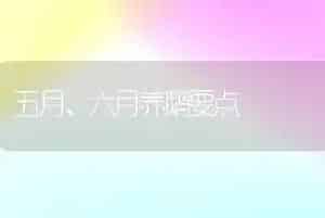 五月、六月养鹅要点