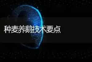 种麦养鹅技术要点