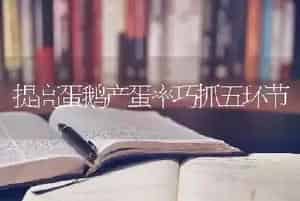提高蛋鹅产蛋率巧抓五环节