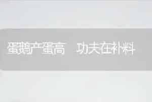 蛋鹅产蛋高 功夫在补料
