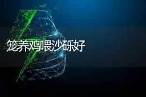 笼养鸡喂沙砾好