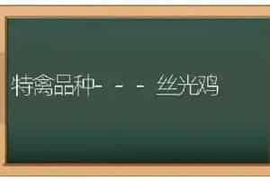 特禽品种---丝光鸡