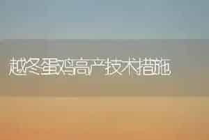越冬蛋鸡高产技术措施