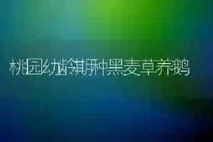 桃园幼龄期种黑麦草养鹅