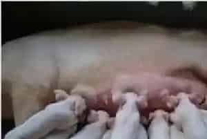 中国猪业发展势头可喜